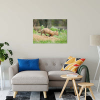 On The Move Animal / Wildlife Photograph Fine Art Canvas & Unframed Wall Art Prints 24" x 36" / Canvas Fine Art - PIPAFINEART