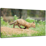 On The Move Animal / Wildlife Photograph Fine Art Canvas & Unframed Wall Art Prints  - PIPAFINEART
