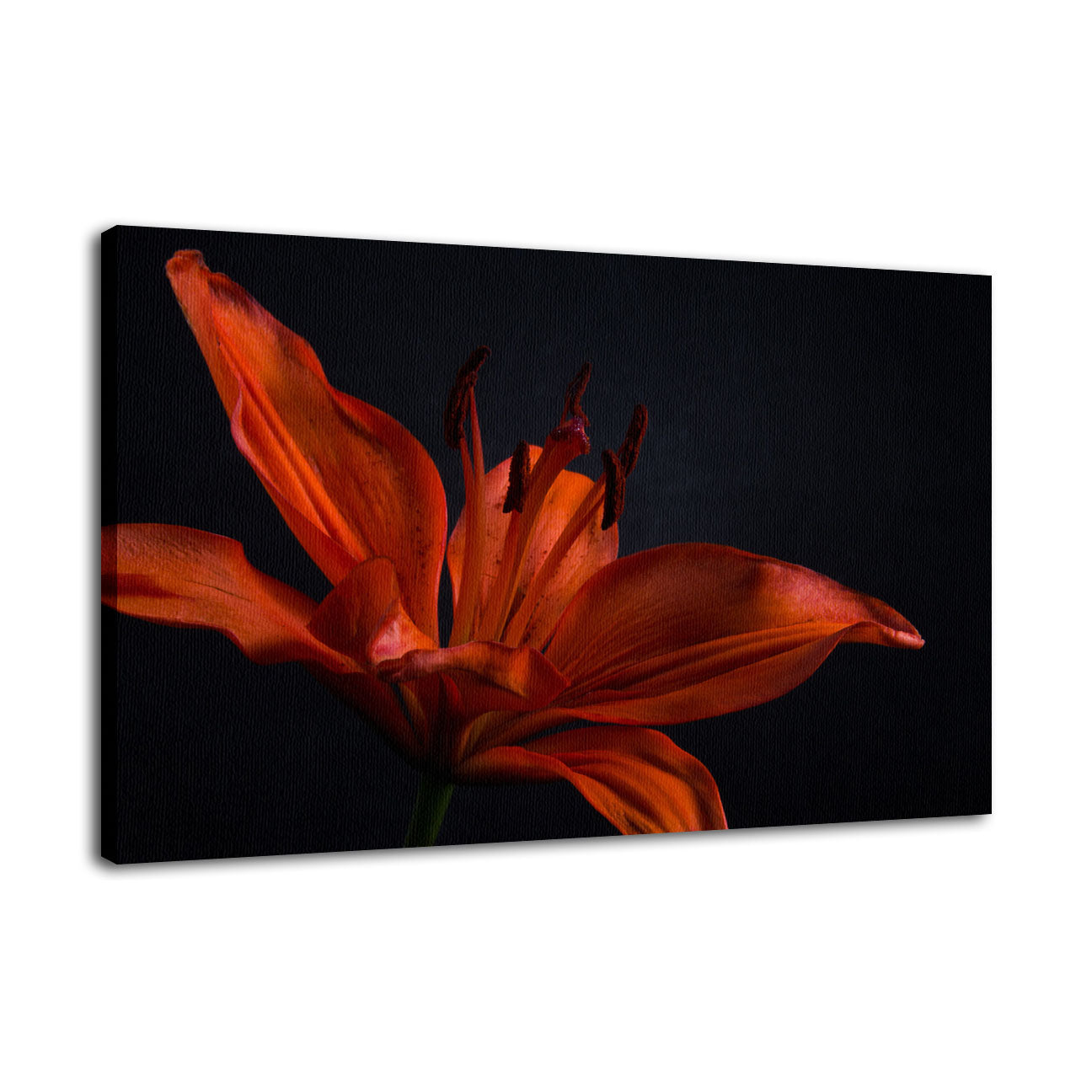 Orange Lily with Backlight Nature / Floral Photo Fine Art Canvas Wall Art Prints  - PIPAFINEART