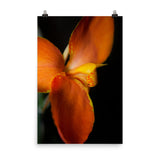 Orange Canna at Longwood Gardens Floral Nature Photo Loose Unframed Wall Art Prints - PIPAFINEART