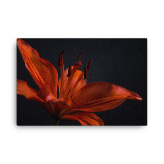 Orange Lily with Backlight Floral Botanical Nature Photo Canvas Wall Art Prints