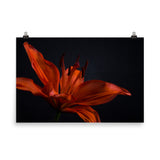 Orange Lily with Backlight Floral Nature Photo Loose Unframed Wall Art Prints - PIPAFINEART