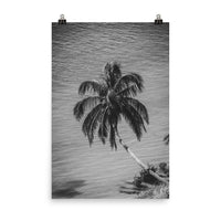 Palm Over Water Black and White Botanical Nature Photo Loose Unframed Wall Art Prints - PIPAFINEART
