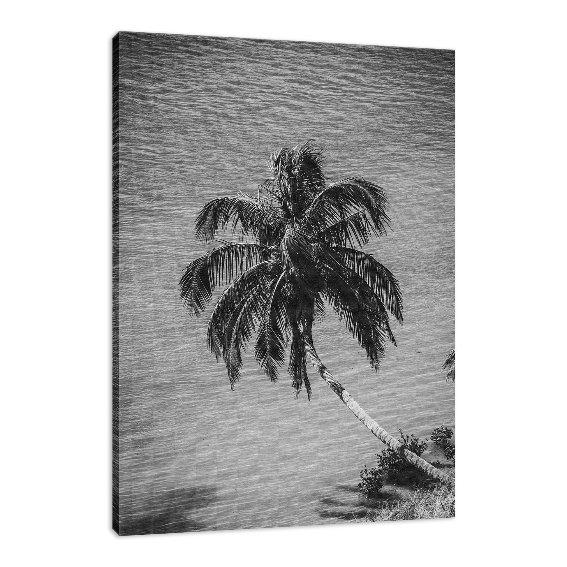 Palm Over Water Black and White Nature / Botanical Photo Fine Art Canvas Wall Art Prints  - PIPAFINEART