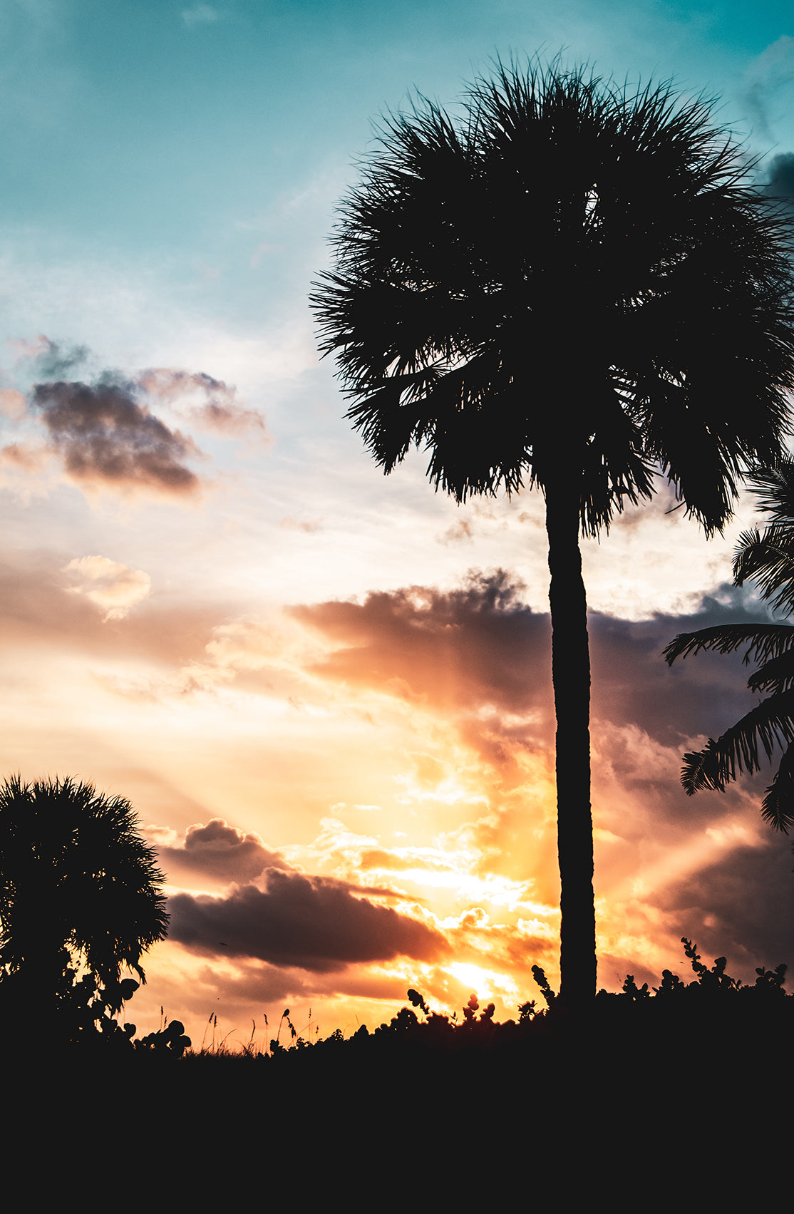 Palm Tree Silhouettes and Sunset Coastal Landscape Fine Art Canvas Wall Art Prints  - PIPAFINEART