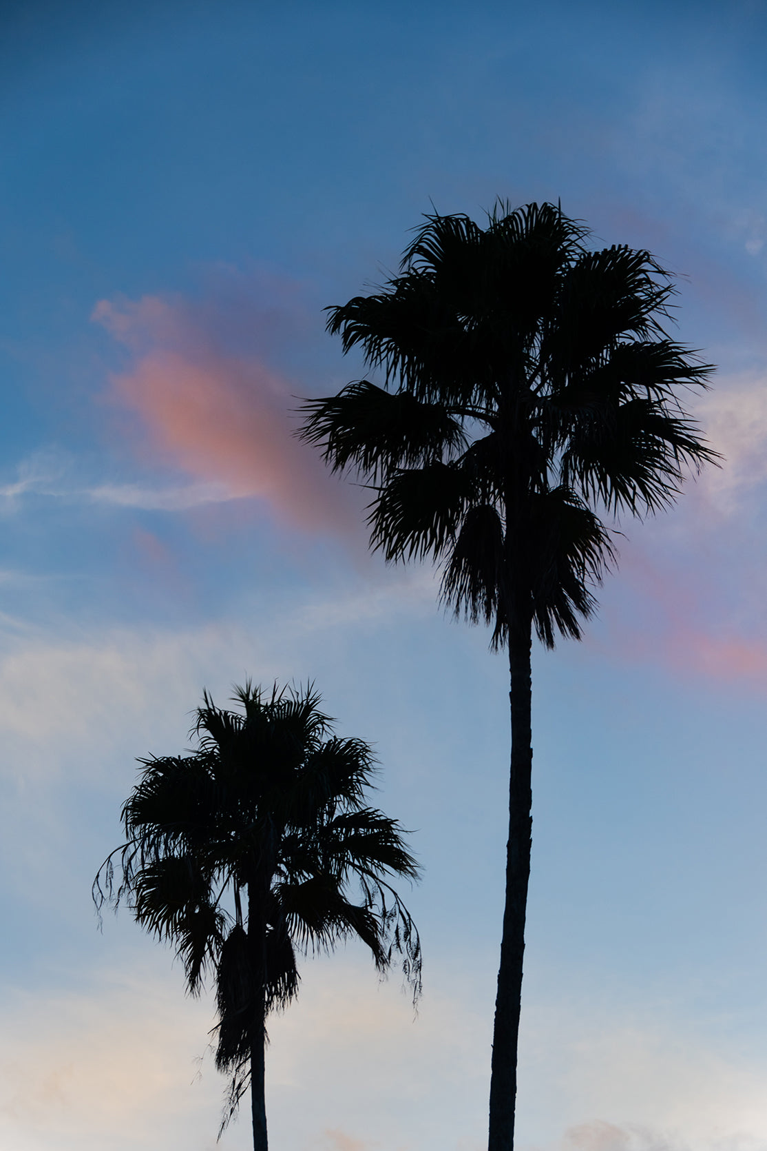 Palm Tree Silhouettes on Blue Sky Nature / Botanical Photo Fine Art Canvas Wall Art Prints  - PIPAFINEART