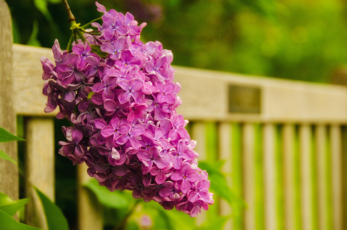 Park Bench with Lilac Nature / Floral Photo Fine Art Canvas Wall Art Prints  - PIPAFINEART