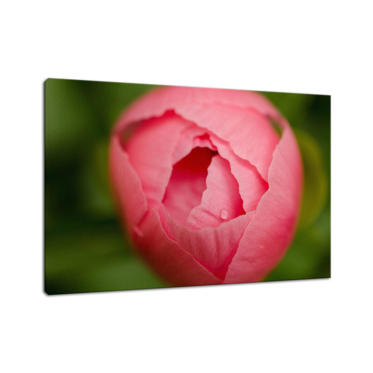 Peony Bud Nature / Floral Photo Fine Art Canvas Wall Art Prints  - PIPAFINEART