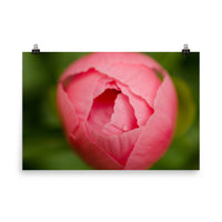 Peony Bud Floral Nature Photo Loose Unframed Wall Art Prints - PIPAFINEART
