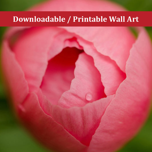 Peony Bud Floral Nature Photo DIY Wall Decor Instant Download Print - Printable  - PIPAFINEART