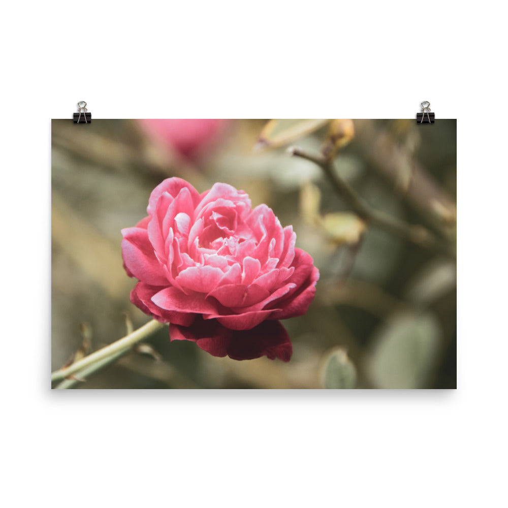 Perfect Petals Colorized Floral Nature Photo Loose Unframed Wall Art Prints - PIPAFINEART