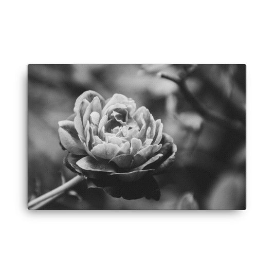 Perfect Petals High Contrast Black and White Floral Botanical Nature Photo Canvas Wall Art Prints