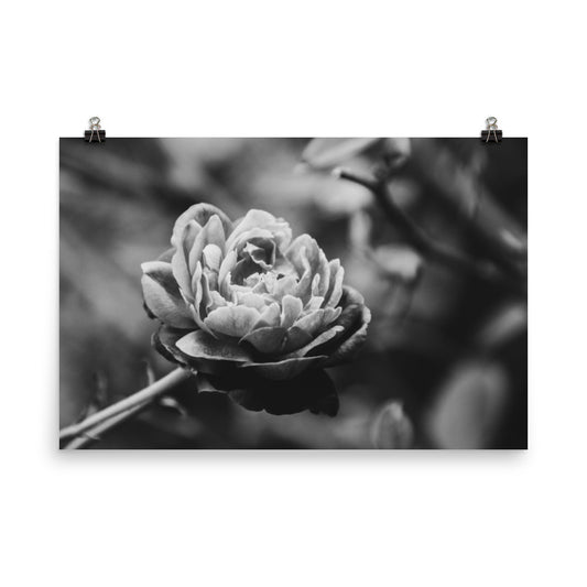 Perfect Petals Black and White Floral Nature Photo Loose Unframed Wall Art Prints - PIPAFINEART