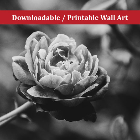 Perfect Petals Black and White Nature Photo DIY Wall Decor Instant Download Print - Printable  - PIPAFINEART