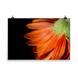 Petite Petals Floral Nature Photo Loose Unframed Wall Art Prints - PIPAFINEART