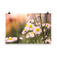 Philadelphia Fleabane Cluster Softened Floral Nature Photo Loose Unframed Wall Art Prints - PIPAFINEART