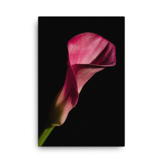 Pink Calla Lily Flower on Black Floral Botanical Nature Photo Canvas Wall Art Prints