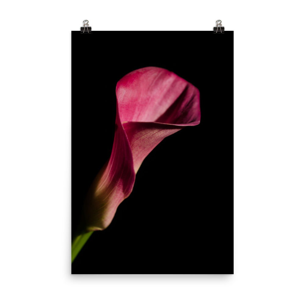 Pink Calla Lily Flower on Black Floral Nature Photo Loose Unframed Wall Art Prints - PIPAFINEART