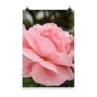 Pink Passion Floral Nature Photo Loose Unframed Wall Art Prints - PIPAFINEART