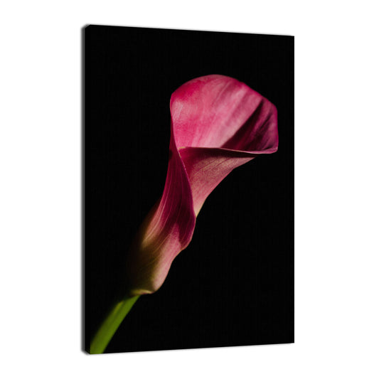 Pink Calla Lily Flower on Black Nature / Floral Photo Fine Art Canvas Wall Art Prints  - PIPAFINEART
