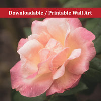 Pink and White Softened Rose Nature Photo DIY Wall Decor Instant Download Print - Printable  - PIPAFINEART