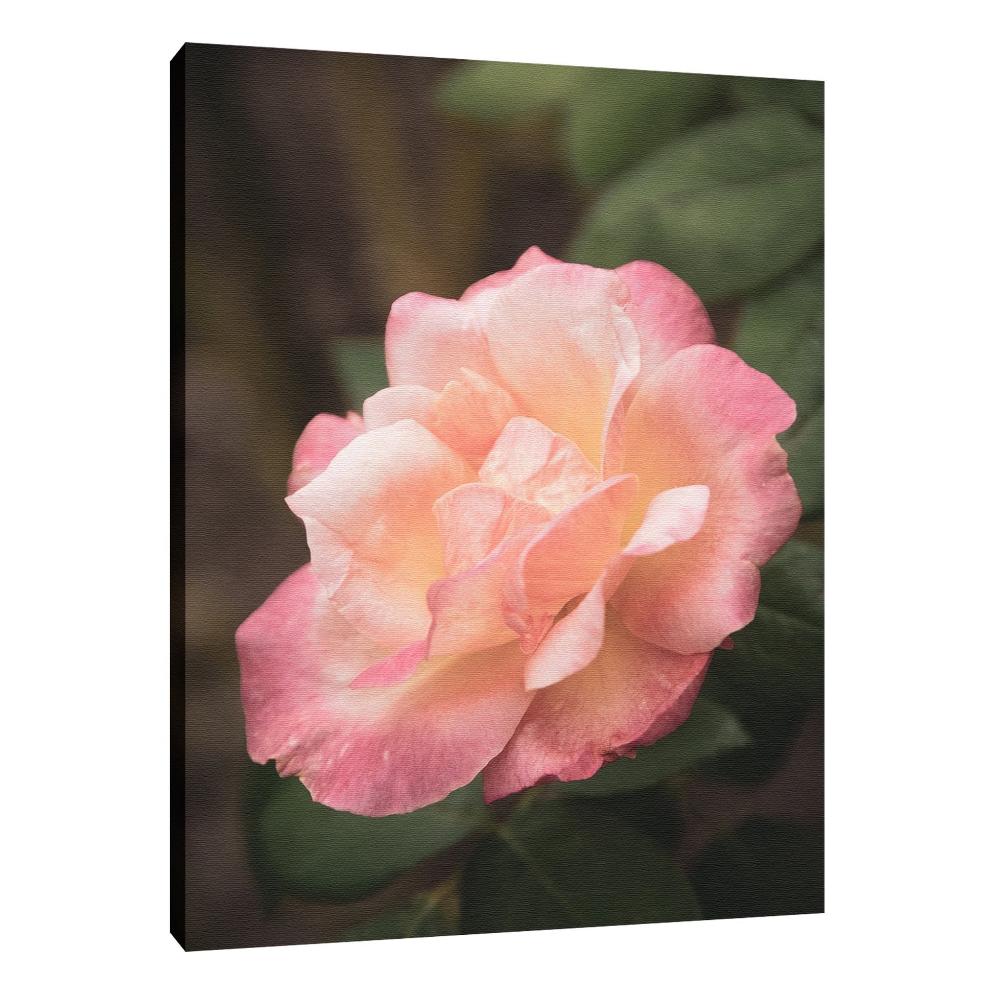 Pink and White Softened Rose Floral Nature Photo Fine Art Canvas Wall Art Prints  - PIPAFINEART