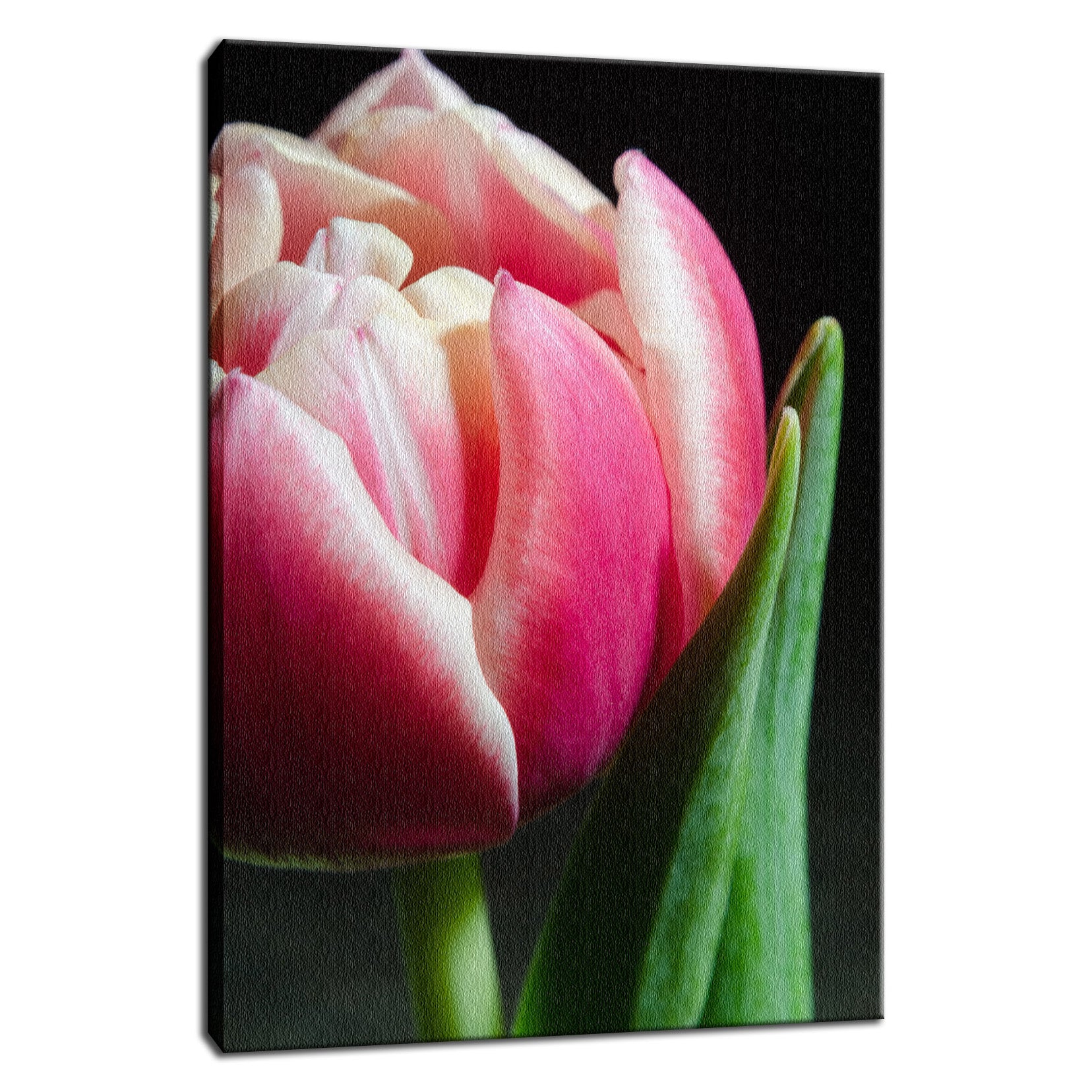 Pink and White Tulip Nature / Floral Photo Fine Art Canvas Wall Art Prints  - PIPAFINEART
