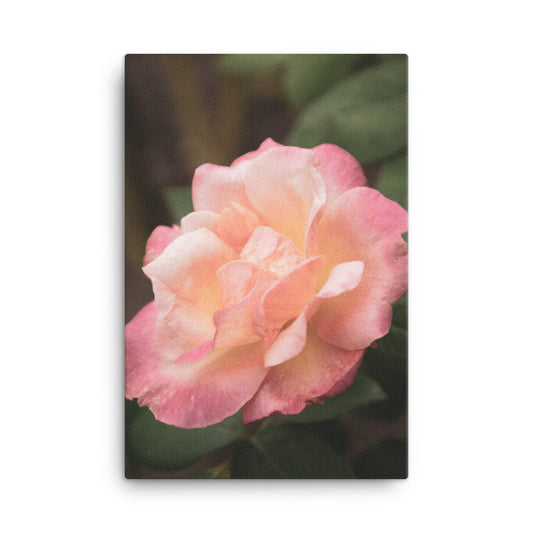 Pink and White Softened Rose Floral Botanical Nature Photo Canvas Wall Art Prints