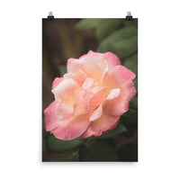 Pink and White Softened Rose Floral Nature Photo Loose Unframed Wall Art Prints - PIPAFINEART