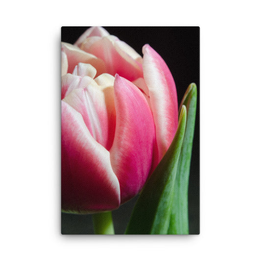 Pink and White Tulip Floral Botanical Nature Photo Canvas Wall Art Prints