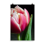 Pink and White Tulip Floral Nature Photo Loose Unframed Wall Art Prints - PIPAFINEART