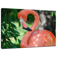 Pinky the Pink Flamingo Animal / Wildlife Photograph Fine Art Canvas & Unframed Wall Art Prints  - PIPAFINEART