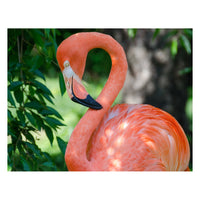 Pinky the Pink Flamingo Animal / Wildlife Photograph Fine Art Canvas & Unframed Wall Art Prints  - PIPAFINEART