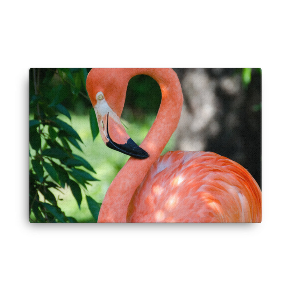Pinky the Pink Flamingo Animal / Wildlife Photograph Canvas Wall Art Prints
