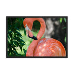 Pinky the Pink Flamingo Animal Wildlife Photograph Framed Wall Art Prints
