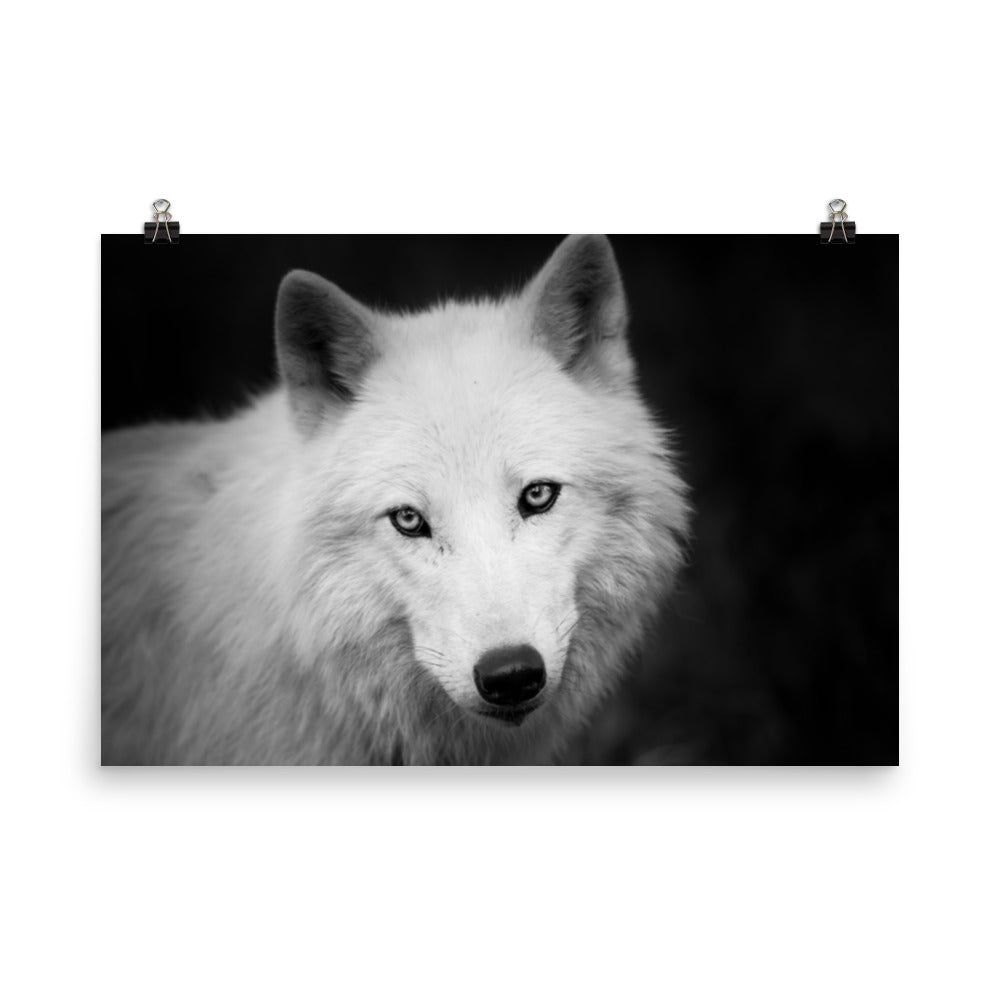 Black and White Portrait of White Wolf In The Forest Loose Wall Art Print