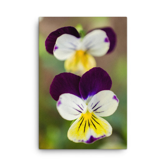 Pretty Little Violets Floral Botanical Nature Photo Canvas Wall Art Prints