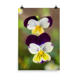Pretty Little Violets Floral Nature Photo Loose Unframed Wall Art Prints - PIPAFINEART
