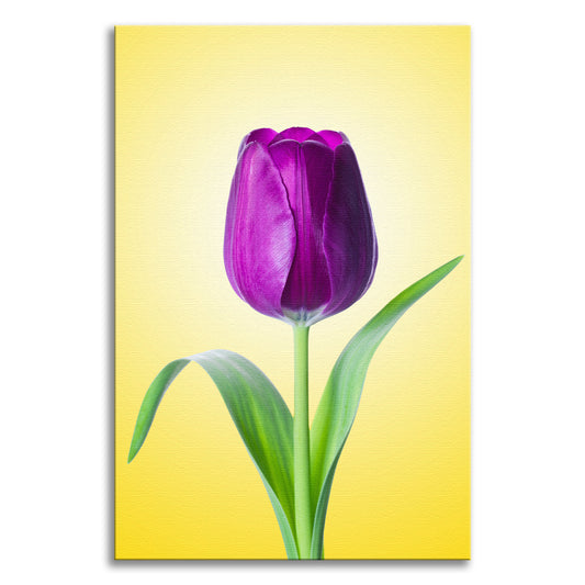 Purple Tulip on Yellow Minimal Floral Botanical Nature Photo Canvas Wall Art Print