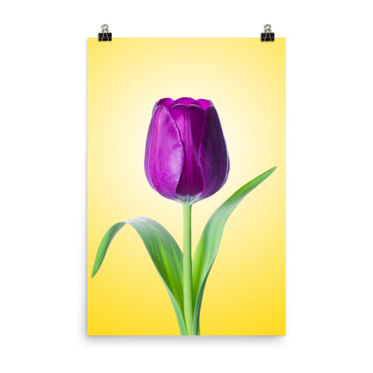 Purple Tulip on Yellow Minimal Floral Nature Photo Loose Wall Art Print