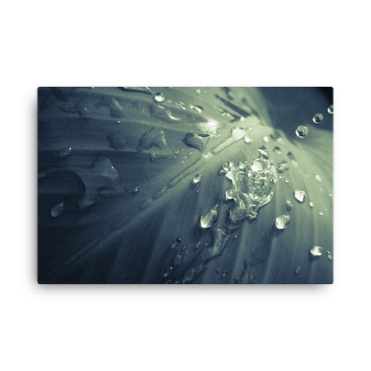 Rain Dropping on Canna Leaf Botanical Nature Photograph Canvas Wall Art Prints