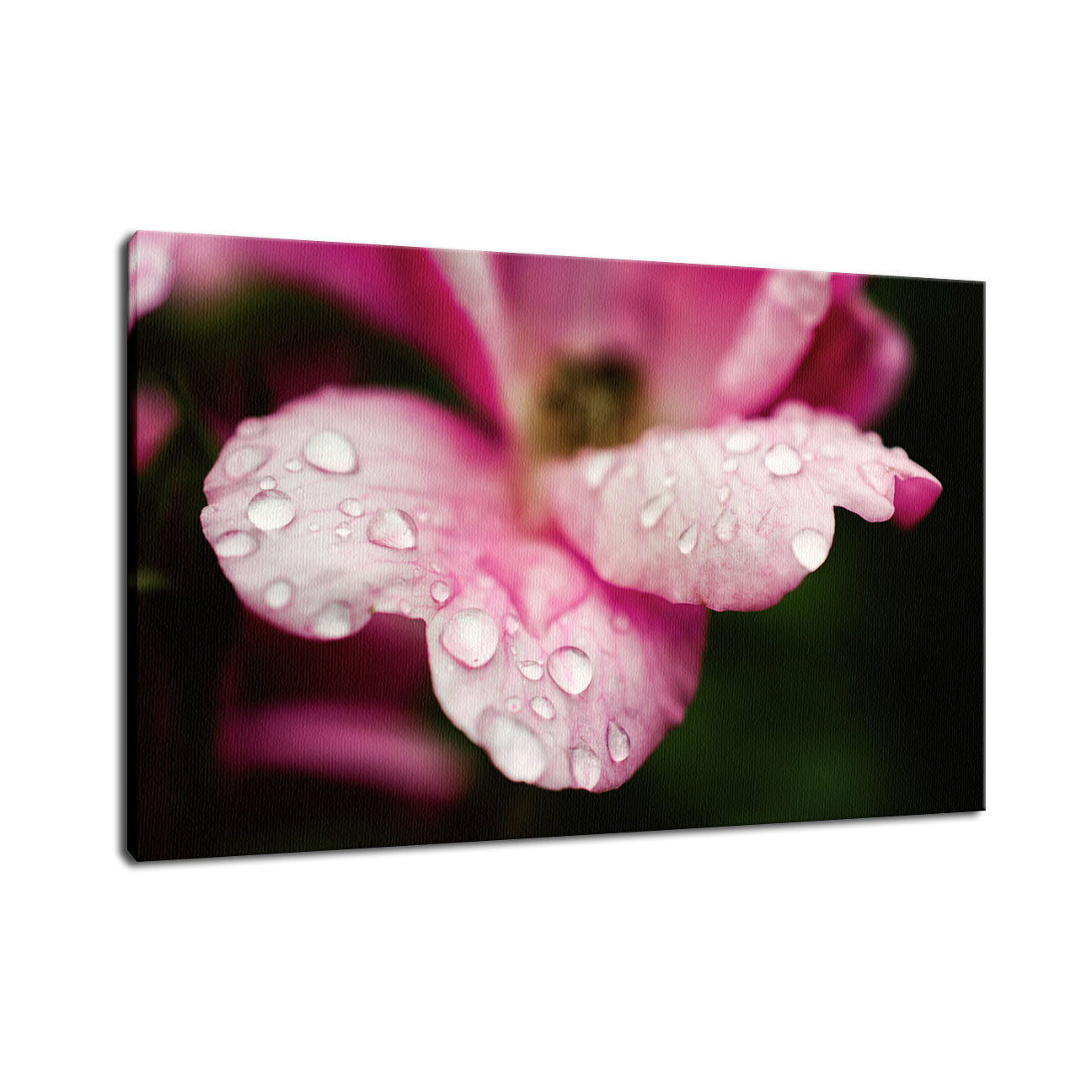 Raindrops on Wild Rose Nature / Floral Photo Fine Art Canvas Wall Art Prints  - PIPAFINEART