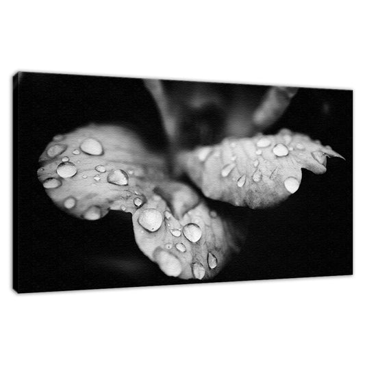 Raindrops on Wild Rose in Black and White Floral Photo Fine Art Canvas Wall Art Prints  - PIPAFINEART