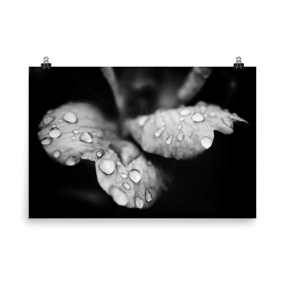 Raindrops on Wild Rose Black and White Botanical Nature Photo Loose Unframed Wall Art Prints - PIPAFINEART