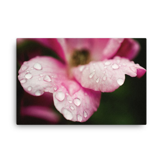 Raindrops on Wild Rose Floral Botanical Nature Photo Canvas Wall Art Prints