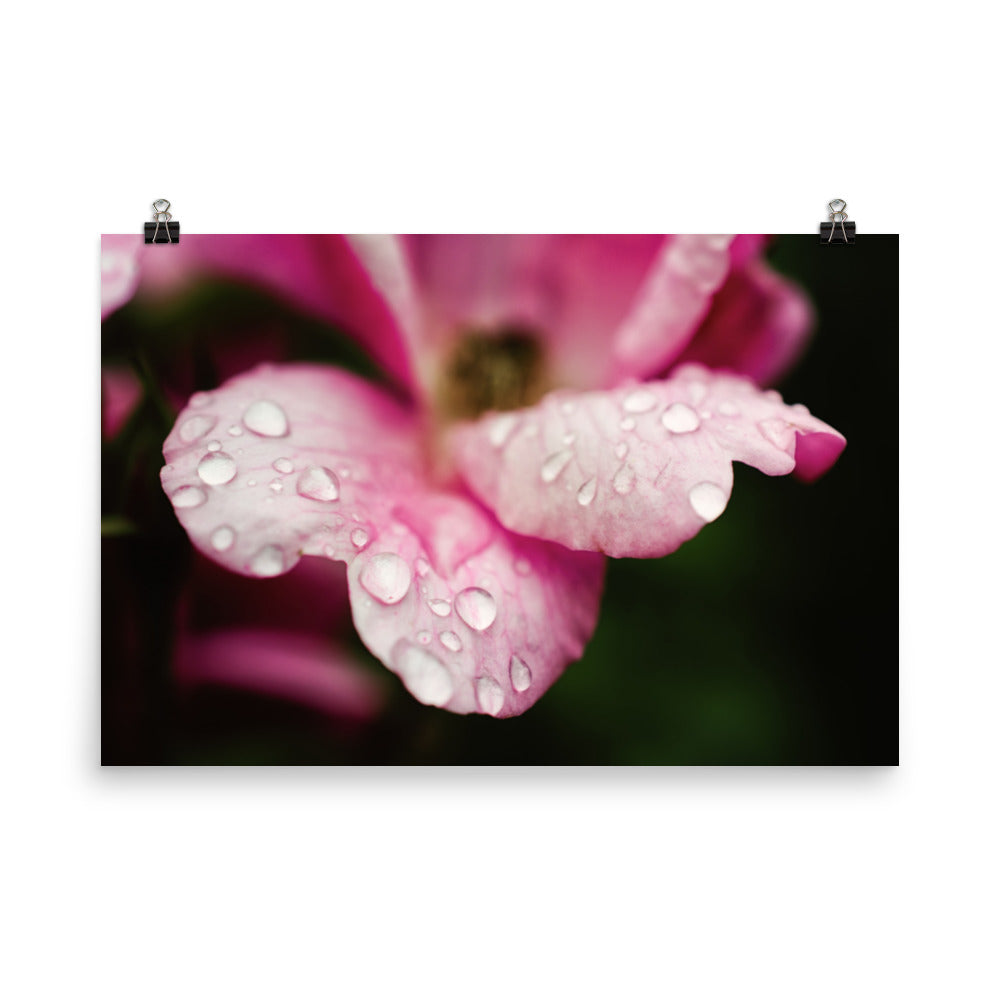 Raindrops on Wild Rose Floral Nature Photo Loose Unframed Wall Art Prints - PIPAFINEART