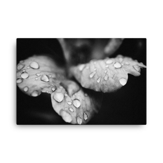 Raindrops on Wild Rose Plant Black and White Floral Botanical Nature Photo Canvas Wall Art Prints