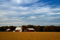 Red Barn in Golden Field Traditional Color Landscape Photo DIY Wall Decor Instant Download Print - Printable  - PIPAFINEART