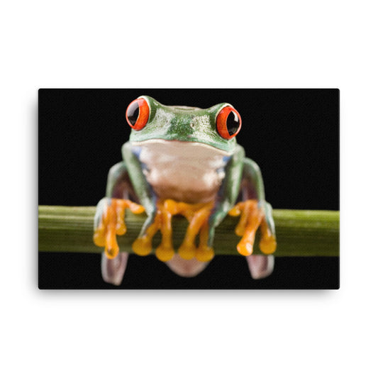 Red Eyed Tree Frog Sitting on Branch Animal Wildlife Nature Photo Canvas Wall Art Print