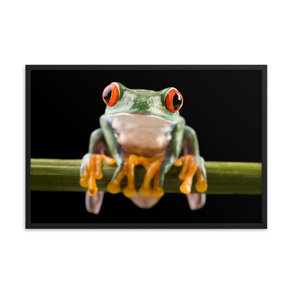 Red Eyed Tree Frog Sitting on Branch Animal Wildlife Nature Photo Framed Wall Art Print